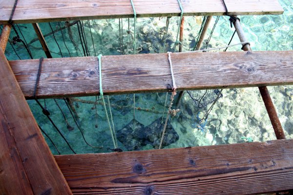 Oysters hanging in water to grow their precious gem